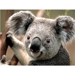 matrakmatrakcimbomlu